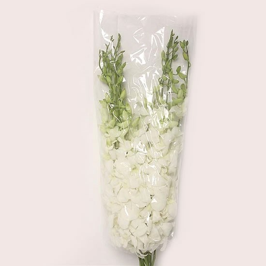 DENDROBIUM ORCHID WHITE