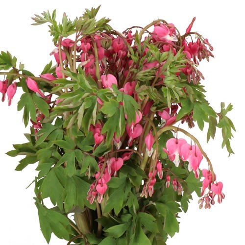 DICENTRA SPECTABILIS