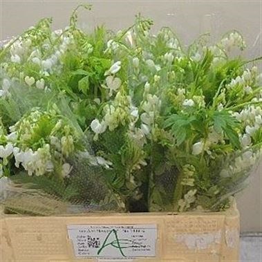 DICENTRA SPECTABILIS ALBA