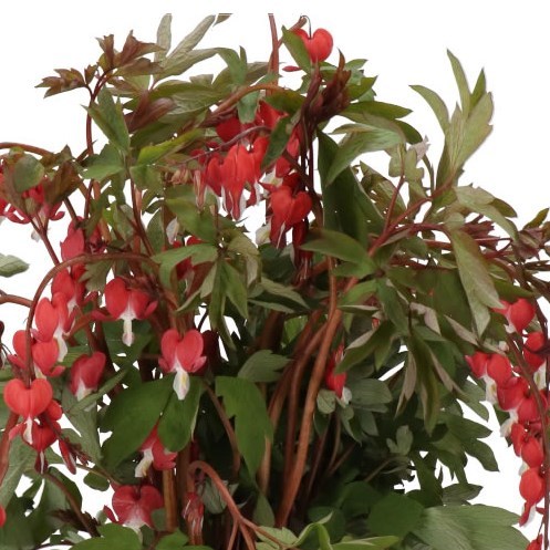 DICENTRA VALENTINE