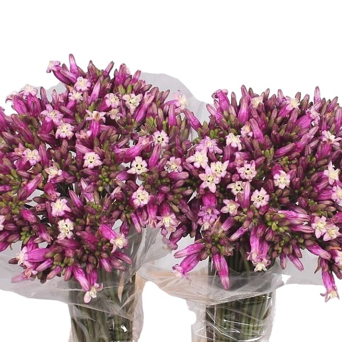 DICHELOSTEMMA PINK DIAMOND
