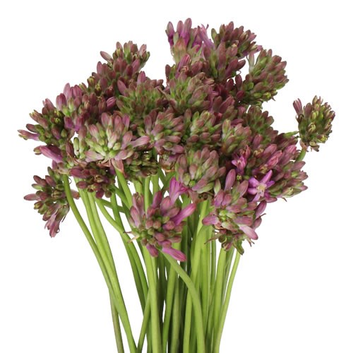 DICHELOSTEMMA PINK DIAMOND