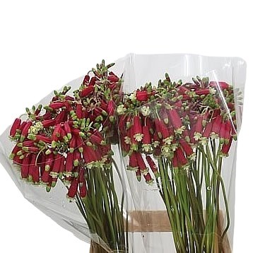 DICHELOSTEMMA RED PRINCESS