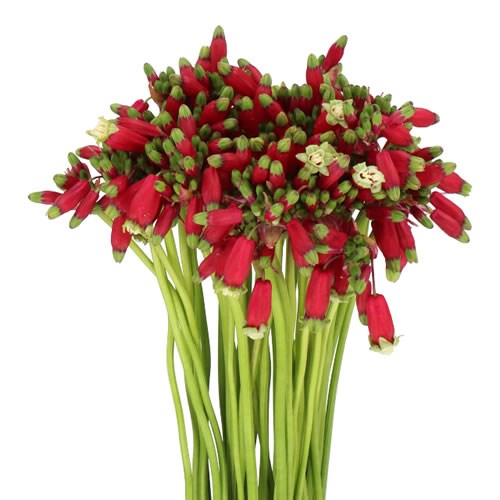 DICHELOSTEMMA RED PRINCESS