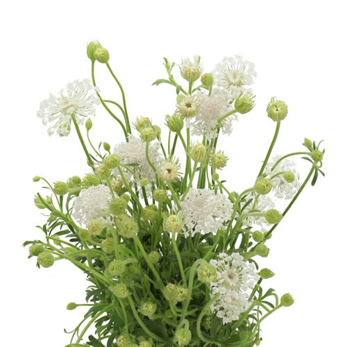 DIDISCUS WHITE