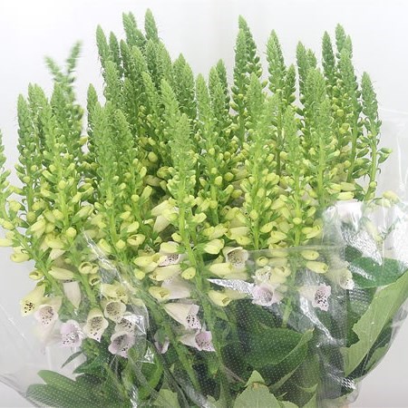 DIGITALIS CAMELOT LAVENDER