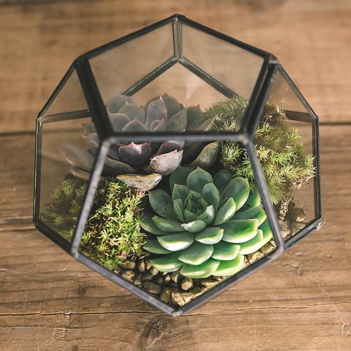 DIY Kit Terrarium 14cm x 2 DIY Xmas Floral, Craft & Flower