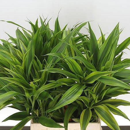 DRACAENA SANDERIANA GOLD