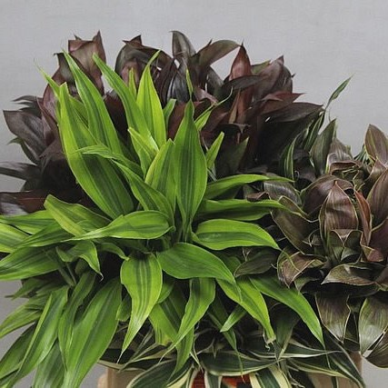 DRACAENA SANDERIANA MIX