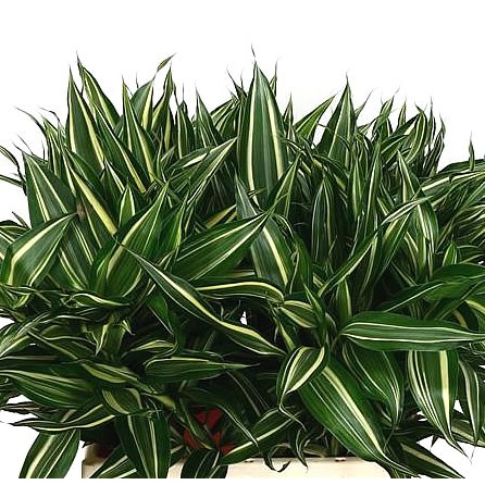 DRACAENA SANDERIANA VICTORY