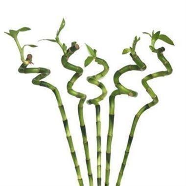 DRACEANA LUCKY BAMBOO - SPIRAL 70CM