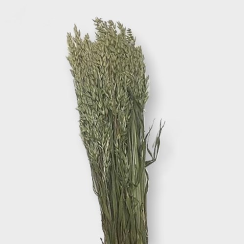 Oats  (Dried)