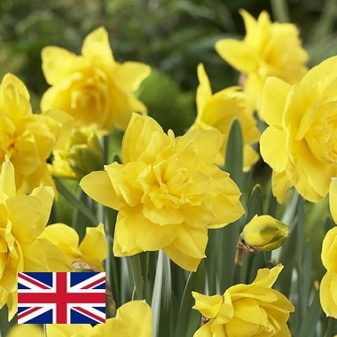 Daffodils - Golden Ducat Double (English)
