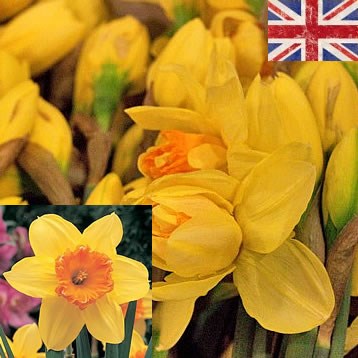 Daffodils - Juanita (English)