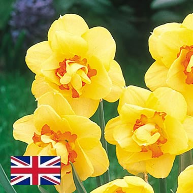 Daffodils - Tahiti Double (English)