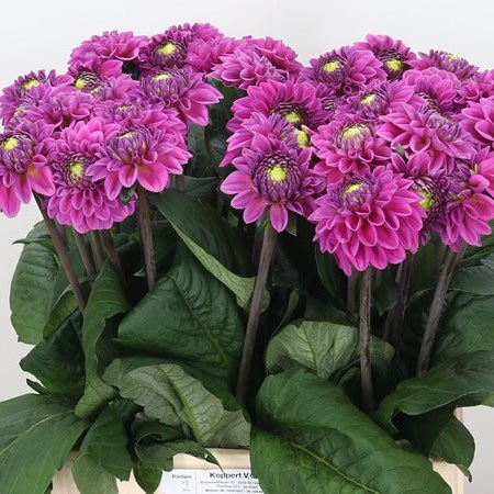 Dahlia Purple Fox