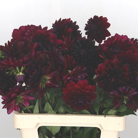 Dahlia Arabian Night