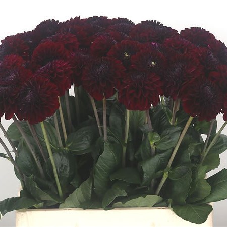 Dahlia Black Fox