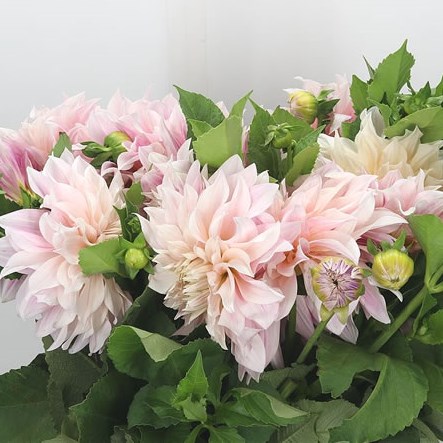 Dahlia Cafe Au Lait Champagne