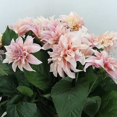 Dahlia Cafe Au Lait Champagne