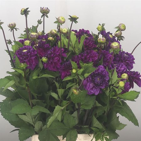 Dahlia Cartouche