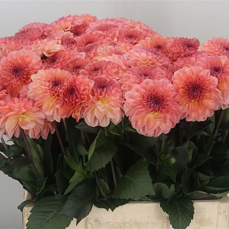 Dahlia Chanel