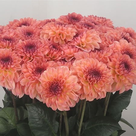 Dahlia Chanel
