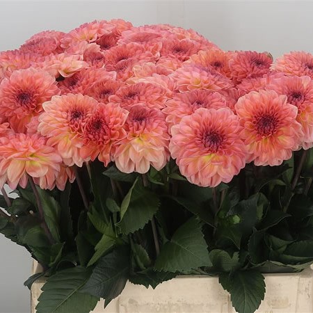 Dahlia Chanel