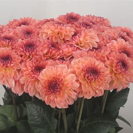 Dahlia Chanel