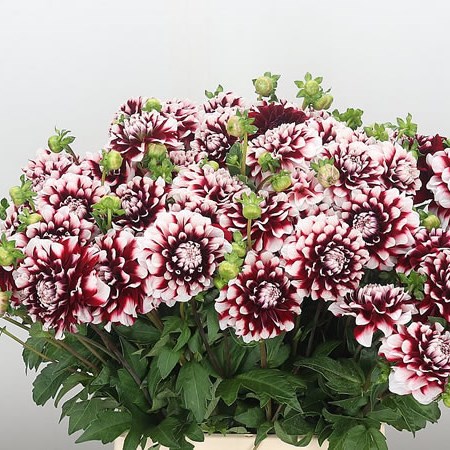 Dahlia Checkers