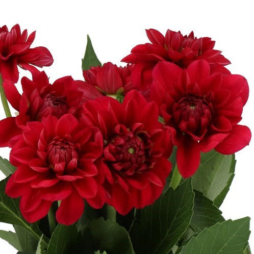 Dahlia Contessa