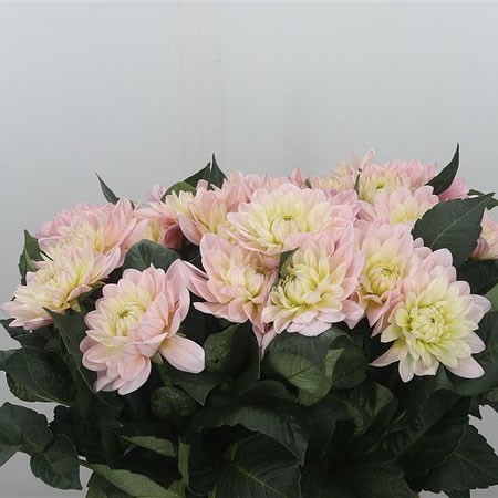 Dahlia Dianas Memory