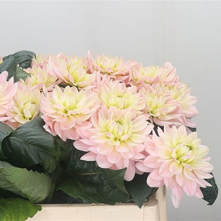Dahlia Diana's Memory