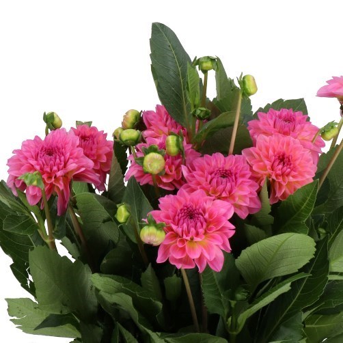 Dahlia Esli