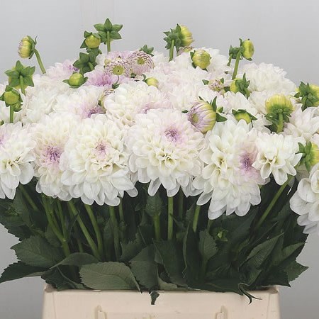 Dahlia Eveline