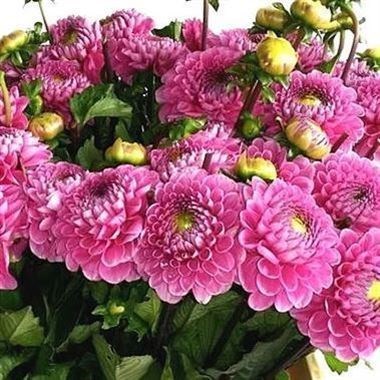 Dahlia Happy Hour
