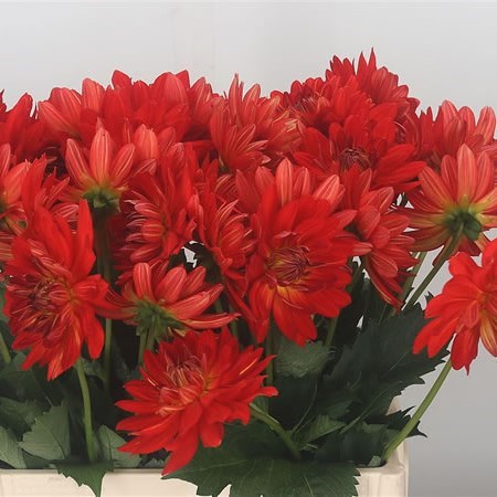 Dahlia Karma Irene