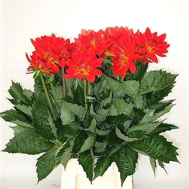 Dahlia Karma Irene