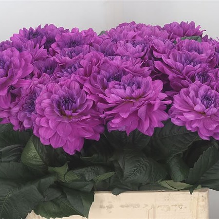 Dahlia Karma Lagoon