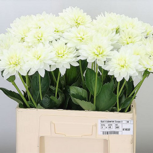 Dahlia Karma Maarten Swan