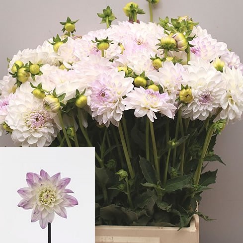 Dahlia Karma Prospero