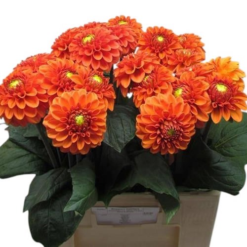 Dahlia Koppert Bright Orange