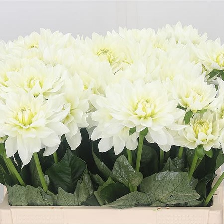 Dahlia Maarten Zwaan