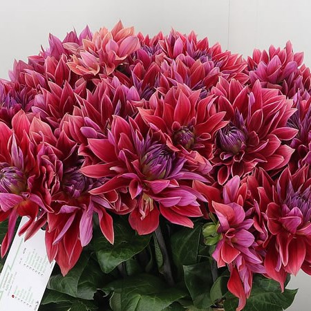 Dahlia Marinda