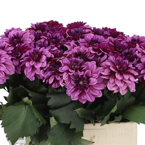 Dahlia Melissa Anne Marijke