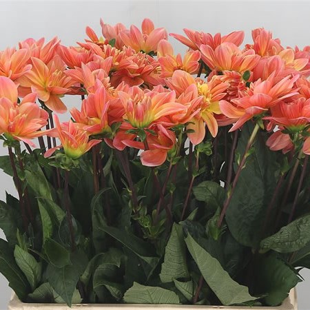 Dahlia Mister Frans