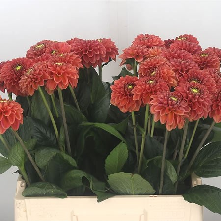 Dahlia Orange Fox