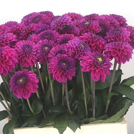Dahlia Purple Fox 60cm | Wholesale Dutch Flowers & Florist Supplies UK