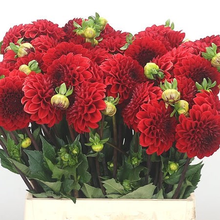 Dahlia Red Cap