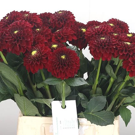 Dahlia Red Fox